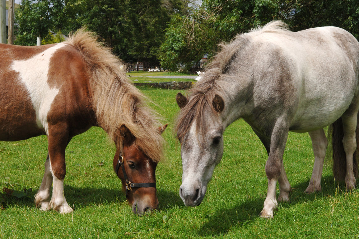 Shire Horse Centre