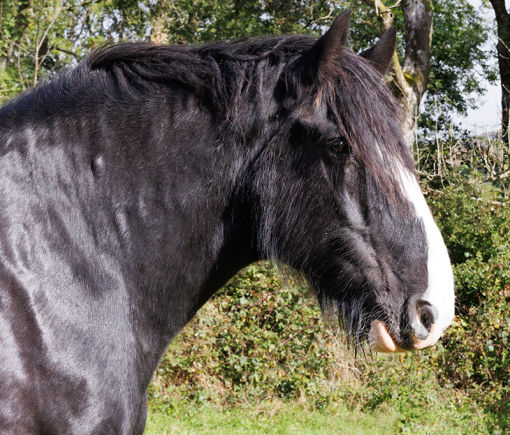 Shire Horse Centre